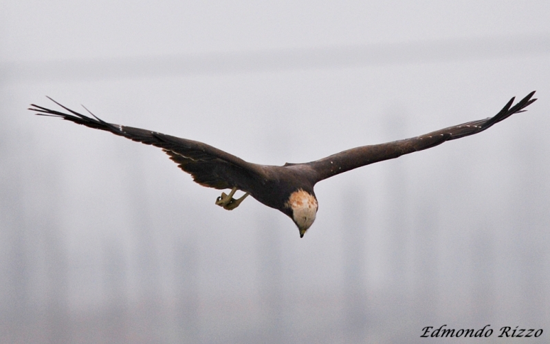 Falco di palude - Circus aeruginosus